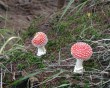 amanita-muscaria-4.jpg