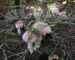 amanita-muscaria-5.jpg