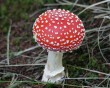 amarita-muscaria.jpg