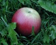apple-11.jpg