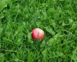 apple-13.jpg