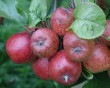 apple-15.jpg