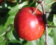 apple-16.jpg