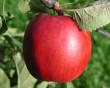 apple-19.jpg
