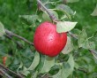 apple-2.jpg