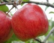 apple-5.jpg