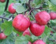 apple-6.jpg