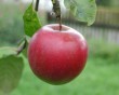 apple-9.jpg