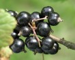 black-currant-2.jpg