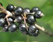 black-currant-4.jpg