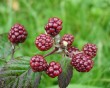 blackberries-2.jpg