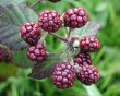 blackberries-4.jpg