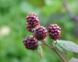 blackberries-5.jpg