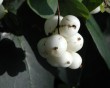 canary-grass_white_berries.jpg