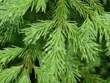 evergreen_tree_branch.jpg