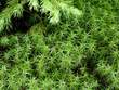 moss-6.jpg