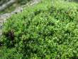 moss-8.jpg