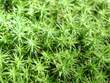 moss-9.jpg
