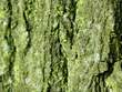 mossy_tree_bark_zoom.jpg