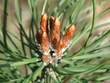 pine-flower-zoom.jpg