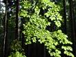 tree-sunlit.jpg
