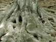 tree_roots-2.jpg