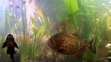 Vid_piranha_t_thumb
