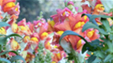 Vid_flower2_thumb