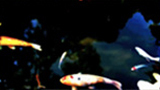 Vid_koi_t_thumb