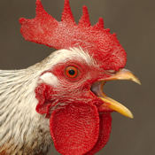 Farm Animals Wildtones