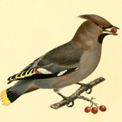 FinnBirds