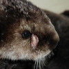 Mojo, as he appeared during rehab at the Alaska SeaLife Center.