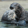 Mojo and Hunter at play in their Aquarium habitat.