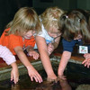 Young Aquarium visitors experience the ocean at their fingertips in our Touch Pool.