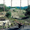 Naturescaping required more than just planting native trees and shrubs.  It entailed the actual reshaping of the land to create natural hills, berms, glens and drainage.