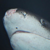 A Broadnose Sevengill Shark at the Aquarium