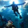 A guest diver hovers above our Passages of the Deep tunnels, to the delight of Aquarium visitors.