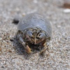 Mole Crab
