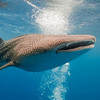 Whale Shark