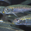 Herring