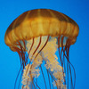 Sea Nettle
