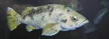 Yellowtail Rockfish