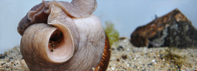 Lewis's Moon Snail