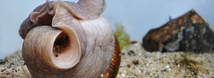 Lewis's Moon Snail