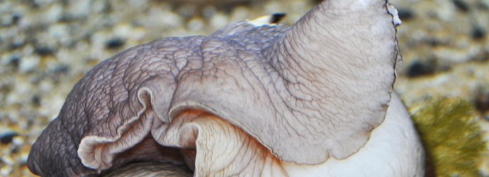 Lewis's Moon Snail