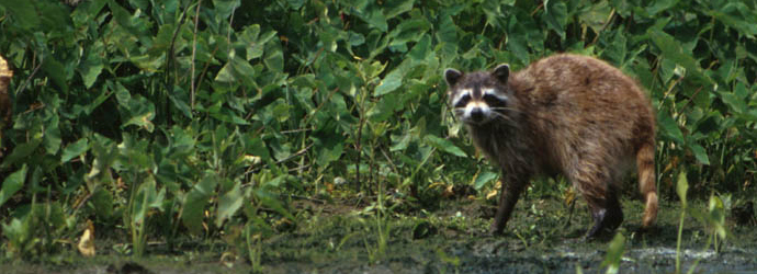 Raccoon