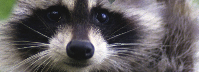 Raccoon