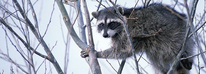 Raccoon