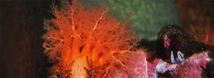 Burrowing Sea Cucumber