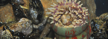 Christmas Anemone